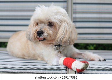 Injured Shih Tzu wrapped by red bandage and splint after surgery in vet hospital. Adorable dog rest and relax in home