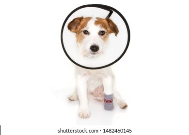 Injured Sick Dog Wearing Protective Funnel Collar Ans Sock. Isolated On White Background.