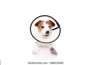 Injured Sick Dog Wearing Protective Funnel Collar And Sock With Angry Expression. Isolated On White Background.	