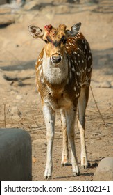 An Injured Spotted Dear After A Fight.