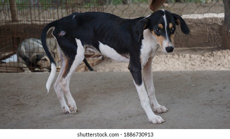 an injured tri-color street dog in Mindelo, on the island Sao Vicente, Cabo Verde