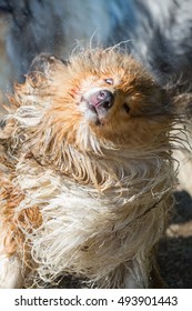 Injured Wet And Dirty Collie Dog Shaking The Head