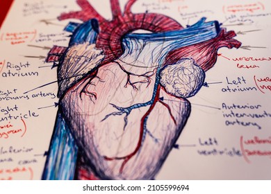 Ink drawing of structure of internal organ of heart. structure of venous system of human heart organs. Hand-drawn human heart. designation of names of venous system in Latin letters. Selective focus. 