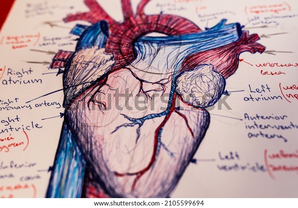 Ink drawing of structure of internal organ of\
heart. structure of venous system of human heart organs. Hand-drawn\
human heart. designation of names of venous system in Latin\
letters. Selective focus. 