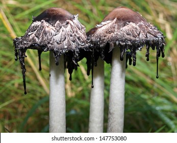 inky cap