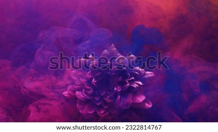 Ink water splash. Flower color. Magic nature. Neon pink purple blue vapor floating on blooming chrysanthemum petals on dark abstract art background.