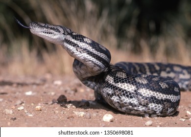 Inland Carpet Python