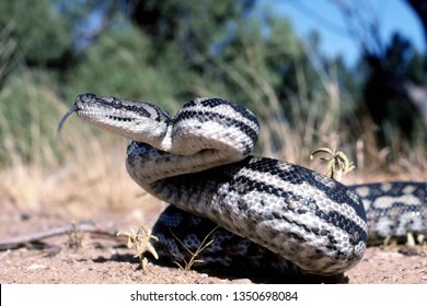 Inland Carpet Python