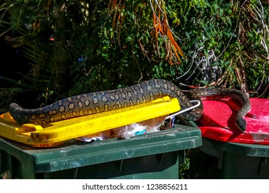 Inland Carpet Python In Rubbish Bin