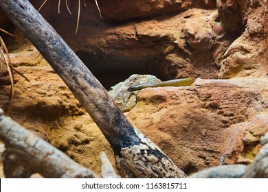 Inland Taipan - Oxyuranus Microlepidotus