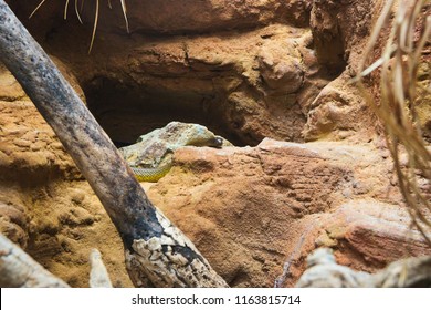 Inland Taipan - Oxyuranus Microlepidotus