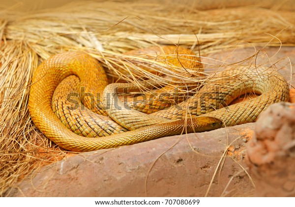 内陸のタイパン オキシウラヌスミクロレピドトス オーストラリア 最も有毒なヘビ オーストラリアの危険な動物 タイパン 野生生物の自然の風景 の写真素材 今すぐ編集 707080699