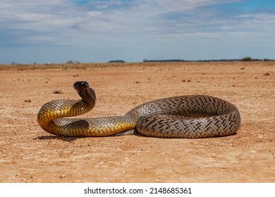 Inland Taipan Images, Stock Photos & Vectors | Shutterstock