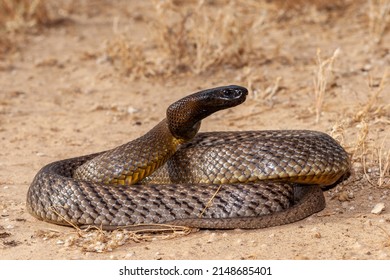 Inland Taipan Oxyuranus Microlepidotus Habitat South Stock Photo ...