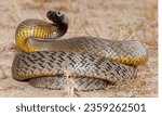 Inland Taipan (Oxyuranus microlepidotus): Also known as the "Fierce Snake," it has the most toxic venom of any snake in the world.
