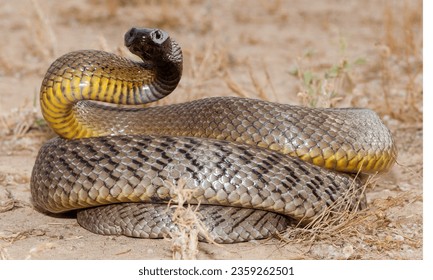 Inland Taipan (Oxyuranus microlepidotus): Also known as the "Fierce Snake," it has the most toxic venom of any snake in the world.
					