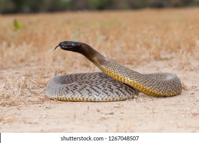 Inland Taipan Bilder Stockfotos Und Vektorgrafiken Shutterstock