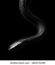 154,108 Black snake Images, Stock Photos & Vectors | Shutterstock