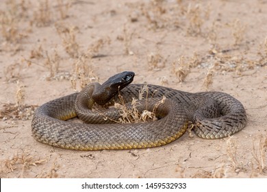 Inland taipan Images, Stock Photos & Vectors | Shutterstock