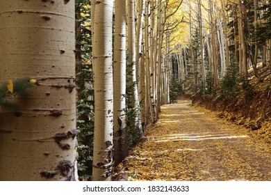 Inner Basin Trail Fall Aspen Trees