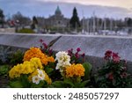 Inner Harbour Flowers Victoria. Flowers in a planter besides the inner harbour of Victoria, British Columbia, Canada.

                               