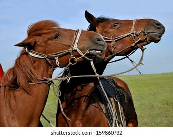 Inner Mongolia Hulunbeier Grassland CHENBAERHUQI Naadam Will Field Runner