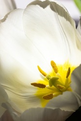 Inner Part Of White Tulip Flower Bud, Smooth Delicate Petals. Tulips Heart With Yellow Pistil, Stamens Vertical Macro Photo. Flowers Background For A Greeting Card. Spring, Summer Seasonal Flora Bloom