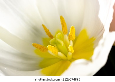 Inner part of white tulip flower bud with smooth delicate petals. Tulips heart with yellow pistil, stamens macro photo. Flowers background for a greeting card. Spring, summer seasonal flora full bloom