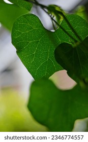 The inner paths in the leaf - Geometry in nature. 