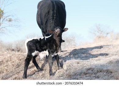 Innocent Baby Cow Making Funny Face, Winter Calf On Farm.