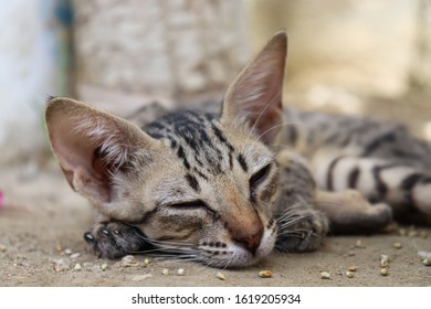innocent cute brown kitten sleeping on land, animal cat photo domestic pet close up adorable cat - Shutterstock ID 1619205934