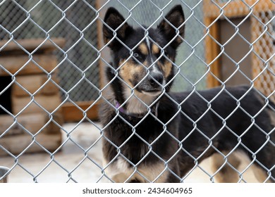 Innocent Gaze: Blue-Eyed Alaskan Husky Puppy Peering Through a Chain-Link Fence in Alaska - Powered by Shutterstock