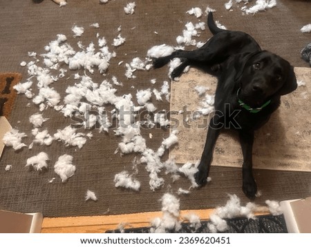Innocent looking black labrador puppy after destroying a stuffed animal toy, with stuffing all over the carpet, making a big mess