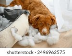 Innocent looking dog after destroying his bed