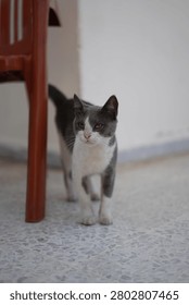 An innocent - looking gray cat