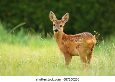 Innocent Roe Deer Fawn