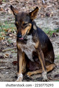 Innocent Starving Dog Arround Lake