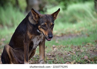 Innocent Starving Dog Arround Lake