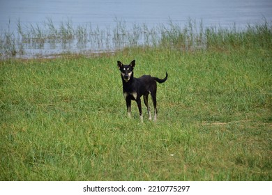 Innocent Starving Dog Arround Lake