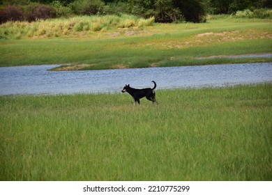 Innocent Starving Dog Arround Lake