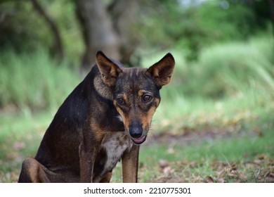 Innocent Starving Dog Arround Lake