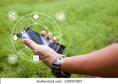 Innovation Technology For Smart Farm System, Agriculture Management, Hand Holding Smartphone With Smart Technology Concept In Coriander Greenhouse, Internet Of Things, Controlling And Detecting Crops