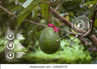 Innovation Technology For Smart Farm System, Agriculture Management, Avocado Tree, Future Food