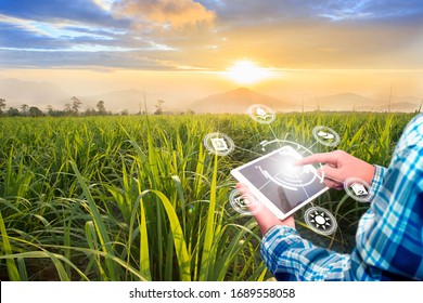 Innovation technology for smart farm system, Agriculture management, Hand holding smartphone with smart technology concept. asian male farmer working in Sugarcane farm To collect data to study.