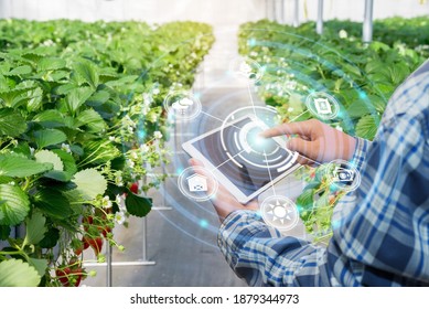 Innovation Technology For Smart Farm System, Agriculture Management, Hand Holding Smartphone With Smart Technology Concept. Asian Male Farmer Working In Strawberry Farm To Collect Data To Study.