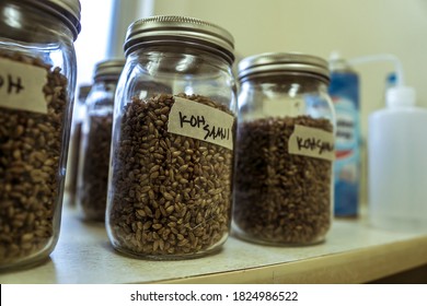 Inoculating grain spawn jars with a Koh Samui, Psilocybe cubensis, spore syringe.