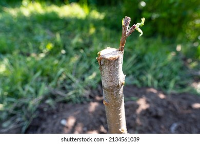 Inoculation Tree Form New Qualities Fruit Stock Photo 2134561039 ...