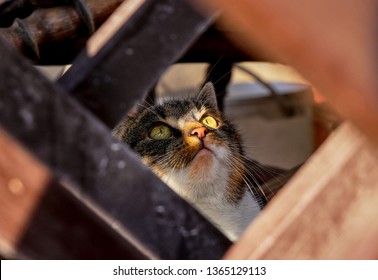 Inquiring cat face. Cat is looking to the sky. Kitten is watching something on the top of pergola. Green eyes watch some move. Kitten face. Alert face. Wary face.