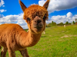 An Inquisitive Alpaca Posing For A Photo