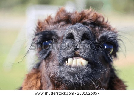 An Inquisitive Alpaca Ready To Spit
